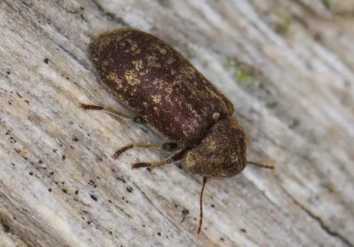 grosse vrillette du bois